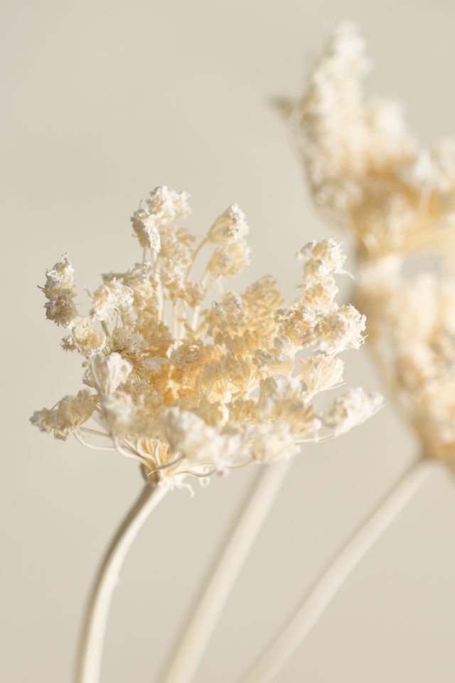 Dried Fennel Bunch #1