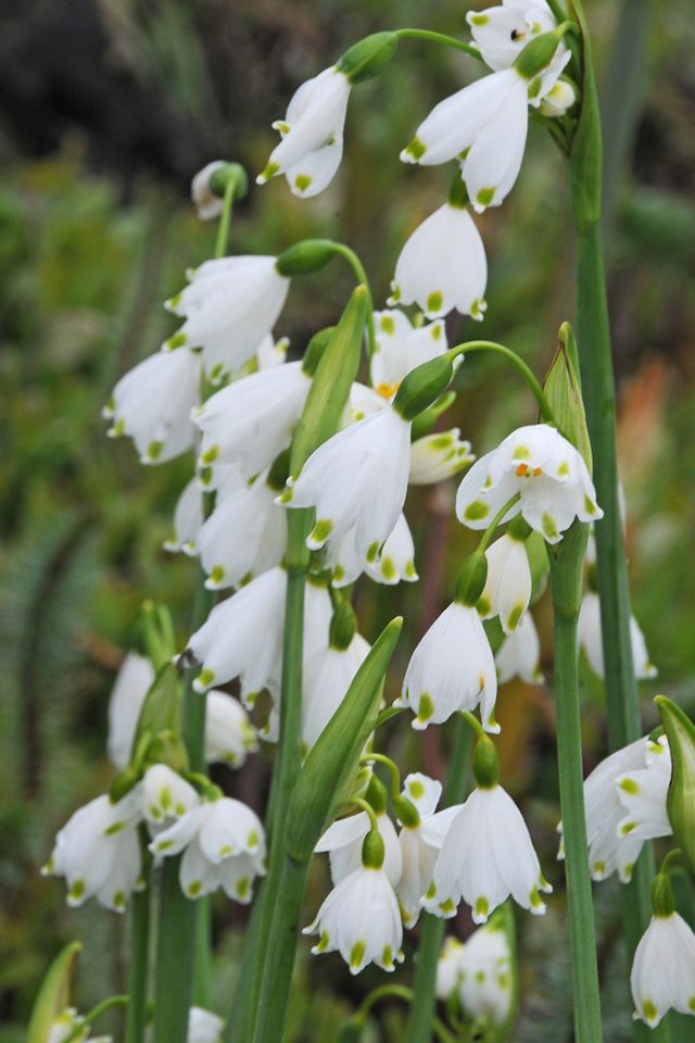 Leucojum aestivum Bulbs