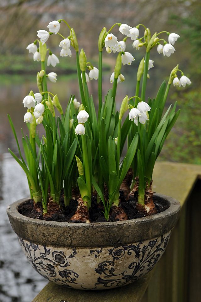 Leucojum aestivum Bulbs #1