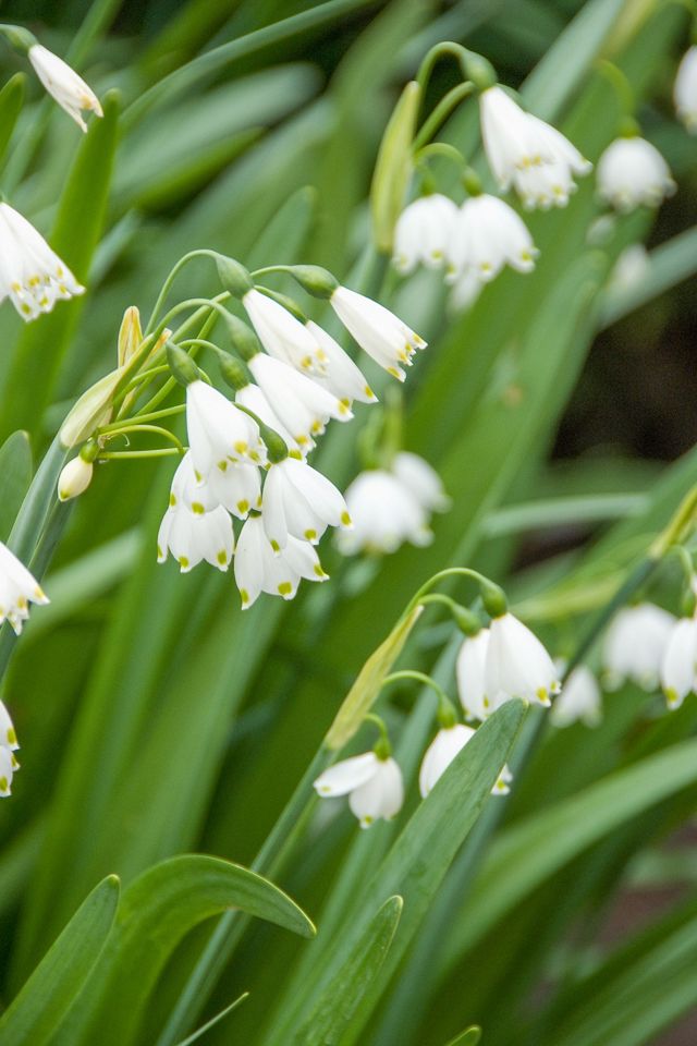 Leucojum aestivum Bulbs #2