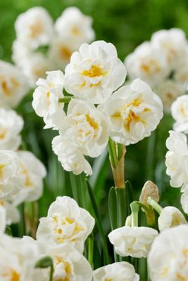 Narcissus ‘Bridal Crown’ Bulbs