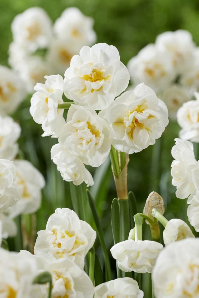 Narcissus ‘Bridal Crown’ Bulbs