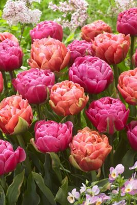 Tulip Double Late Mix Bulbs