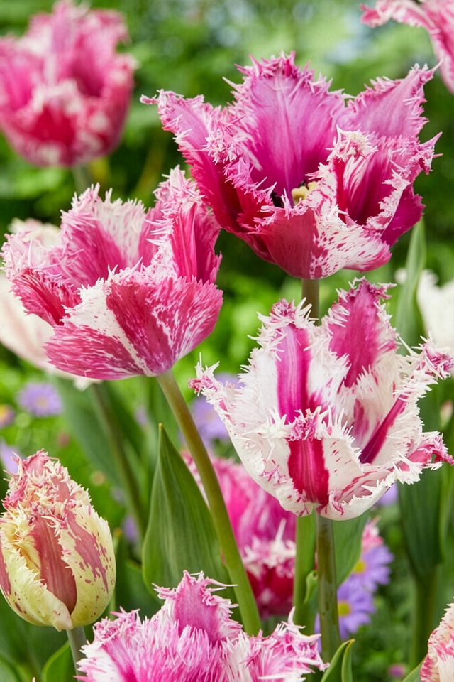 Tulip Fringed ‘Purple Circus’ Bulbs