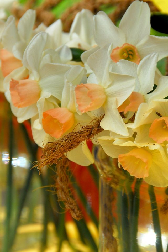 Narcissus ‘Kapiti Peach’ Bulbs