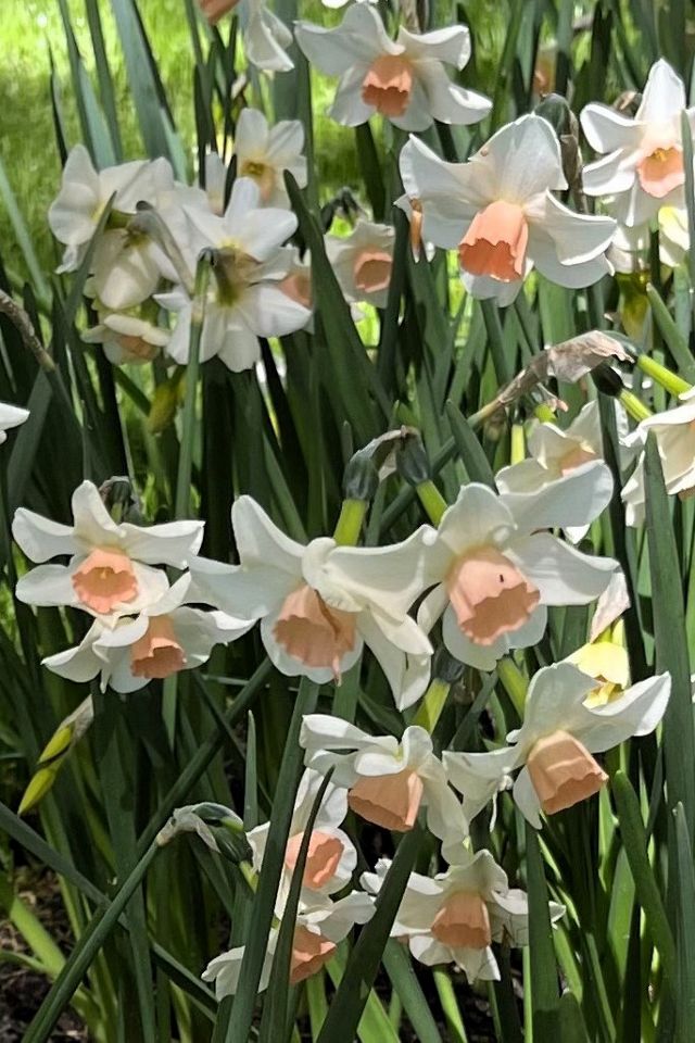 Narcissus ‘Kapiti Peach’ Bulbs #1