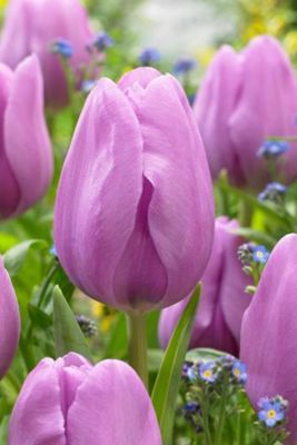 Tulip ‘Alibi’ Bulbs