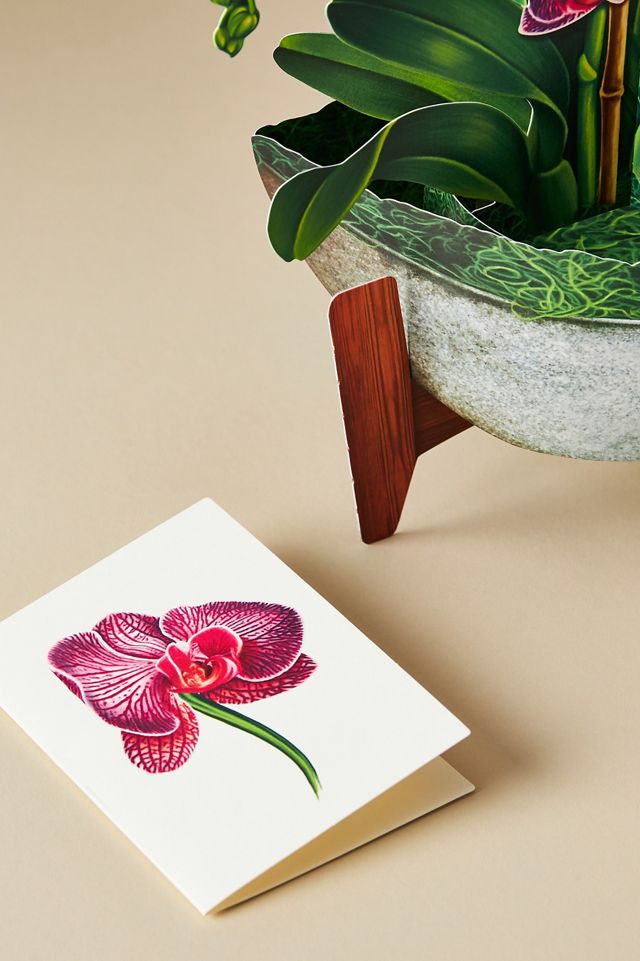 FreshCut Paper Paper Pop-Up Bouquet Set #1