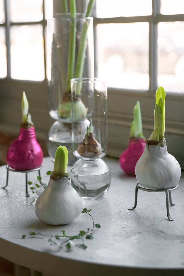 Waxed Amaryllis Bulb, Pink #1
