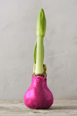 Waxed Amaryllis Bulb, Pink