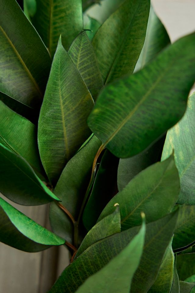 Preserved Broad Leaf Eucalyptus Wreath #1