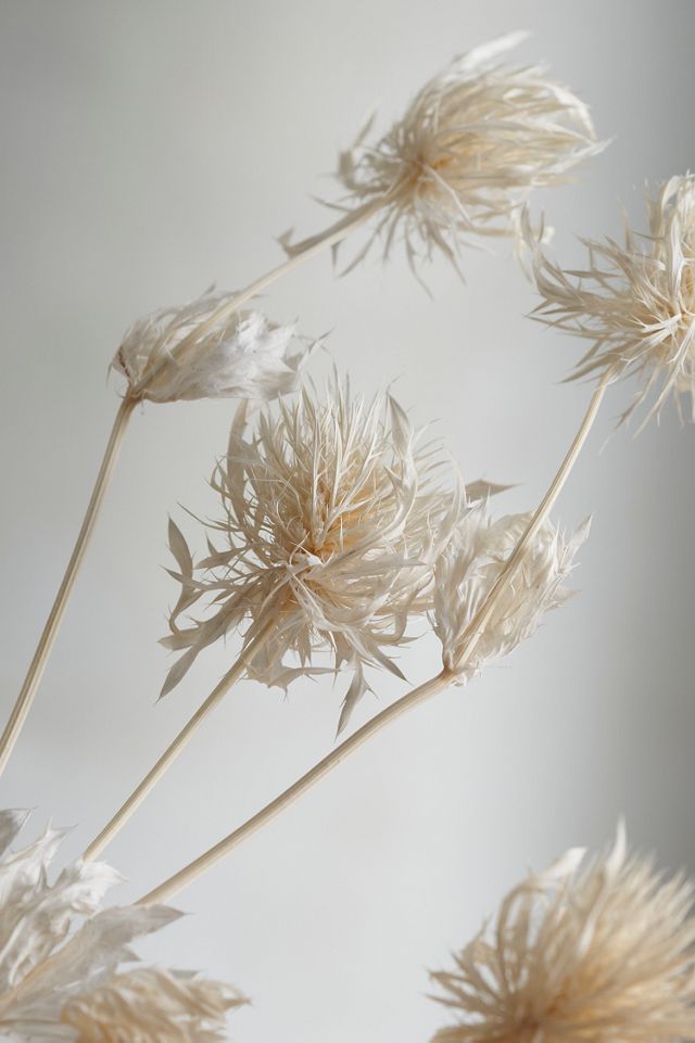 Preserved Eryngium Magnetar Bunch #1