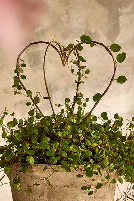 Brass Heart Sphere Plant Support