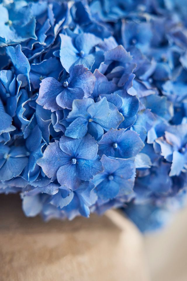 Fresh Blue Hydrangea Bouquet #1