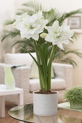Amaryllis ‘White Nymph’ Bulb