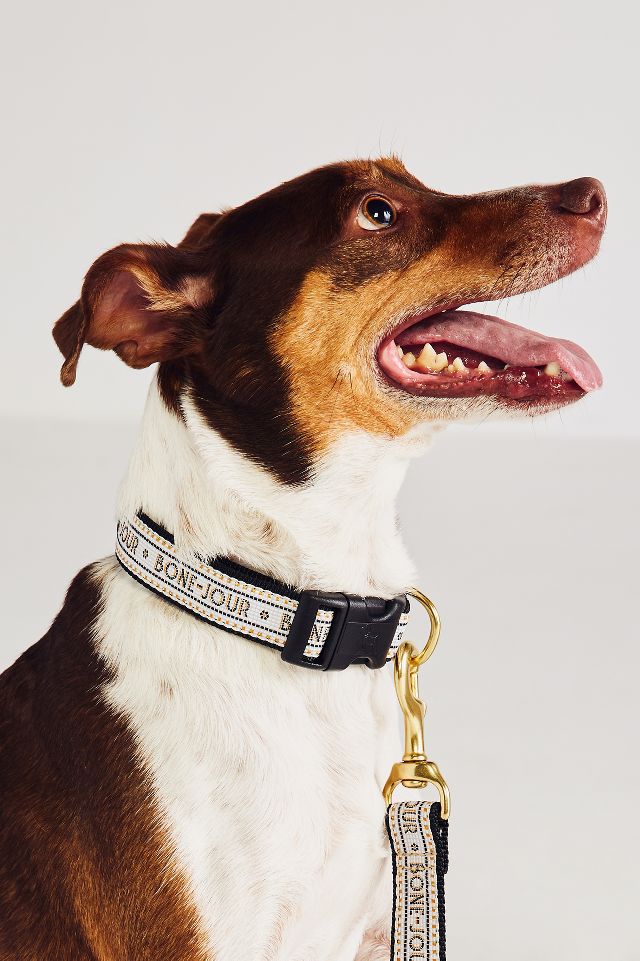 Baxter fashion dog collar pm