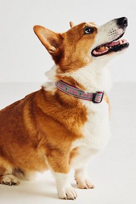 Bistro Tile Dog Collar