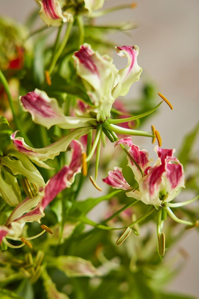 Fresh Gloriosa Lily Bouquet #1