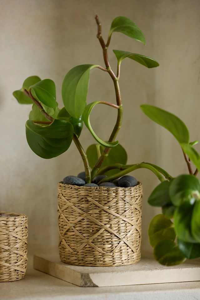 Woven Seagrass Mini Baskets, Set of 3 #1