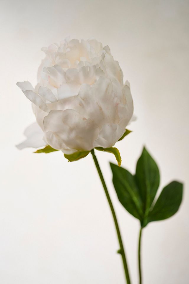 Faux Peony Stem #2