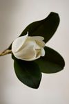 Faux Leafy Magnolia Spray