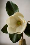 Faux Leafy Magnolia Spray