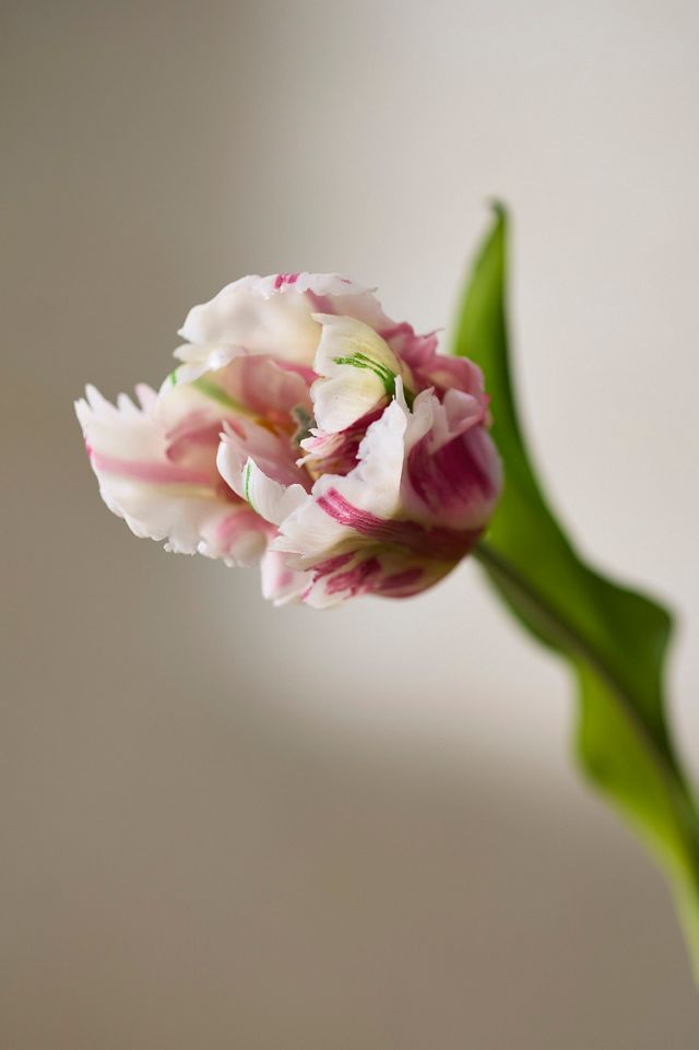 Faux Ruffled Tulip Stem #1