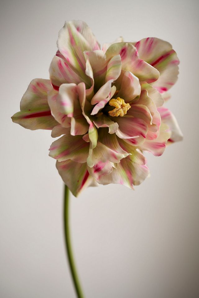 Faux Double Tulip Stem #1
