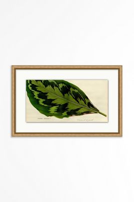 Green Leaf Study 1 Wall Art