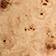 Light Burl