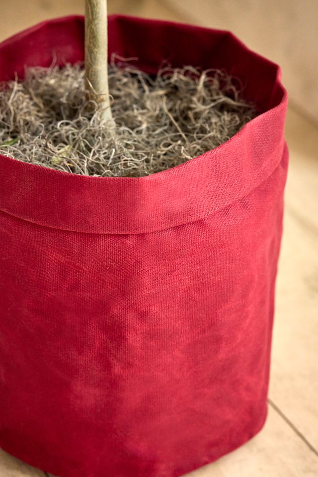 5' Arbequiña Olive Tree, Waxed Canvas Cover #1