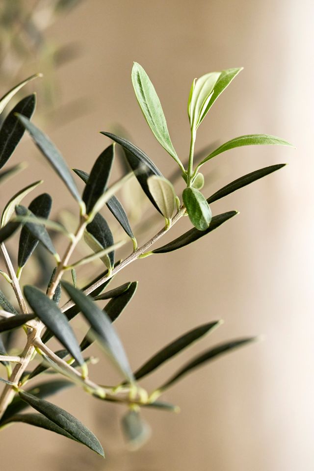 5' Arbequiña Olive Tree, Waxed Canvas Cover #2