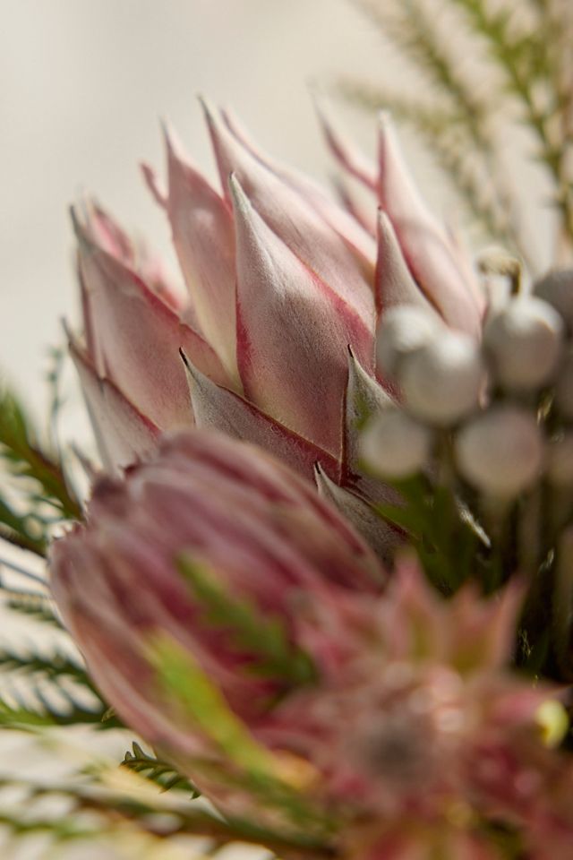 Fresh Protea Bouquet #1