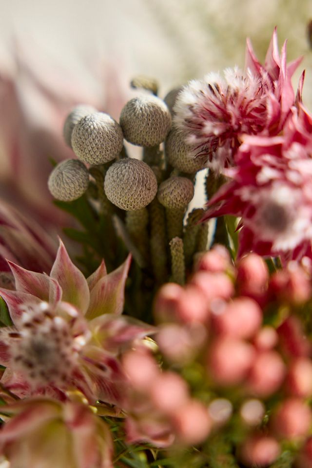 Fresh Protea Bouquet #4