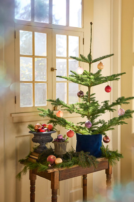 Fresh Tabletop Tree | AnthroHome