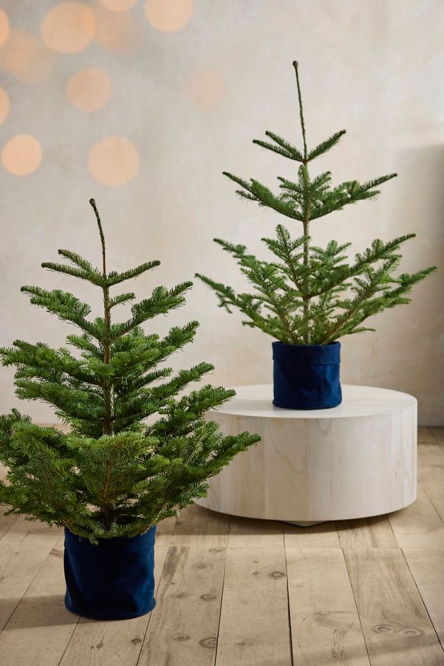 Tabletop Tree #1
