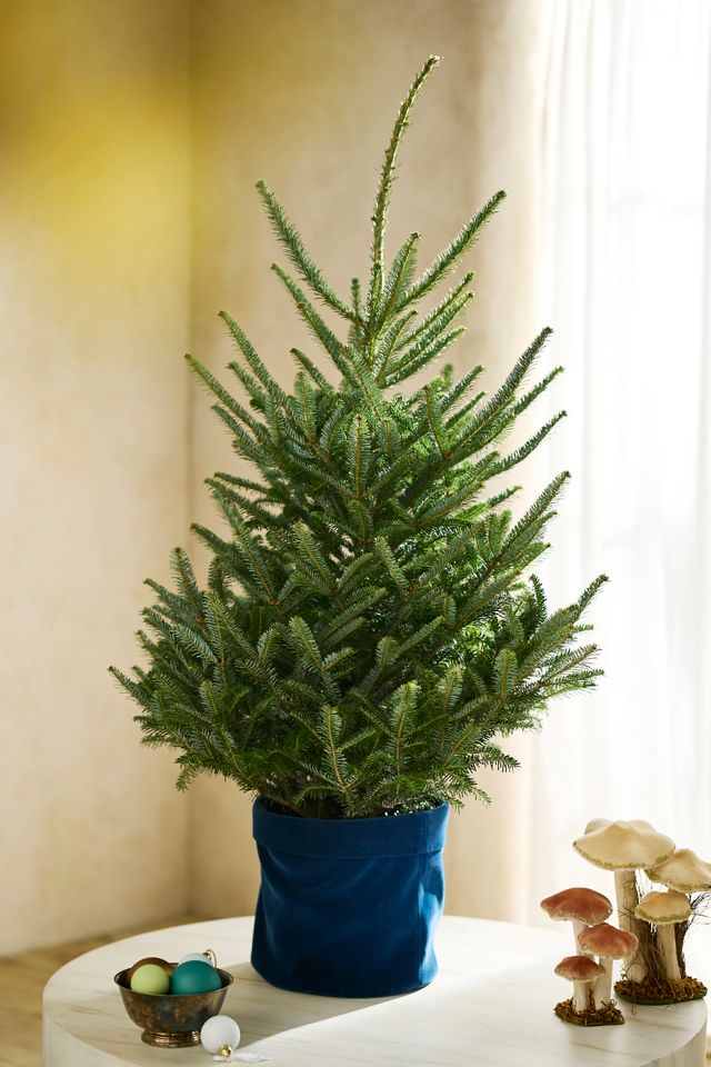 Tabletop Tree | AnthroLiving