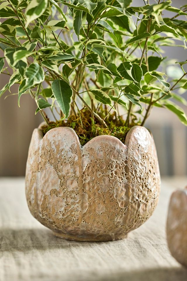 Rounded Leaves Ceramic Planter #1