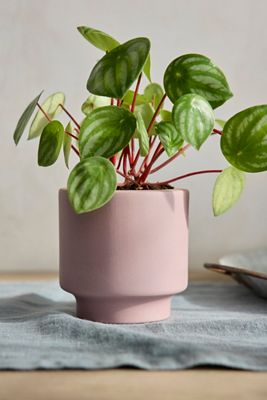 Level Ceramic Planter