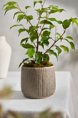 Ridged Barrel Stoneware Planter