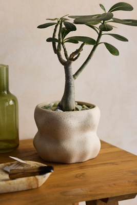 Terrain Organic Cylinder Stoneware Planter