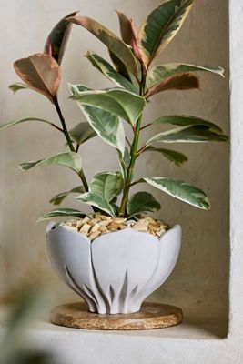 Floral Bowl Cement Planter