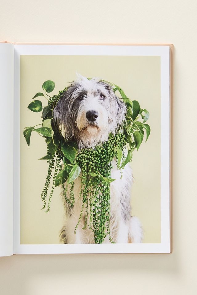 Cone of Shame Dog Hardcover Book #1