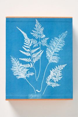 Anna Atkins: Cyanotypes