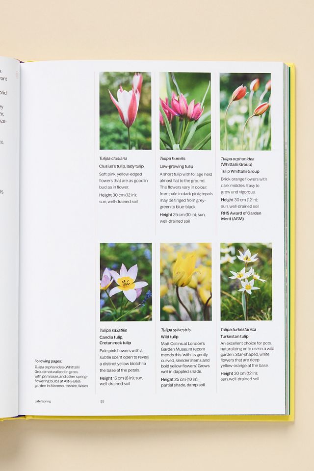 A Year in Bloom: Flowering Bulbs for Every Season #2