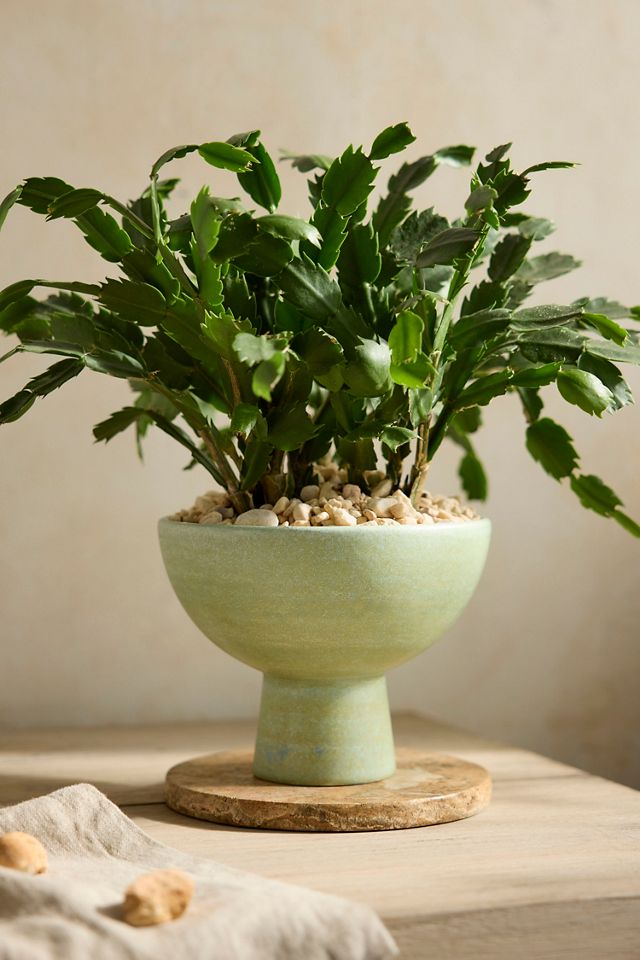 Rounded Ceramic Urn Planter #1