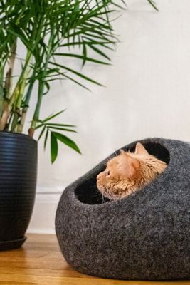 Mau Horizon Cat Cave
