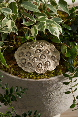 Terrain Cement Lotus Pod