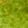 Chartreuse