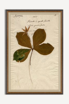 Anthropologie Herbarium Plant Wall Art